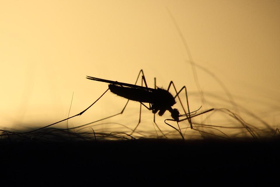 Más de la mitad de las enfermedades infecciosas humanas pueden agravarse por el cambio climático